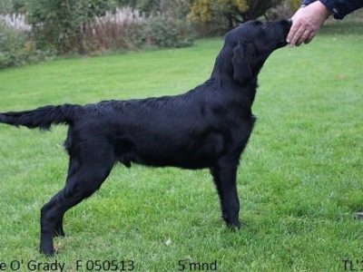 Lille O' Grady_Stående_5mnd